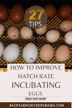 eggs in an egg crate with the words 27 tips how to improve hatch rate incubating eggs find out how