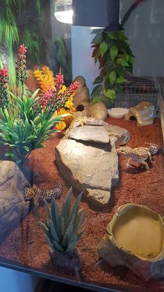 an aquarium with plants and rocks in it