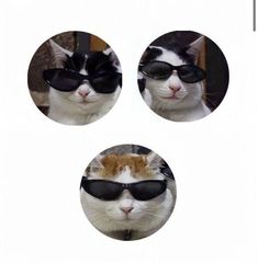 three pictures of a cat wearing sunglasses and one has a cat's face in the middle