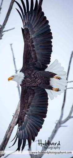 an eagle is flying in the sky with its wings spread out and it's talon extended