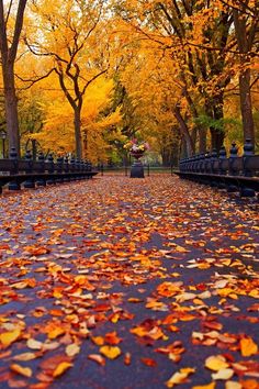 an autumn scene with leaves on the ground