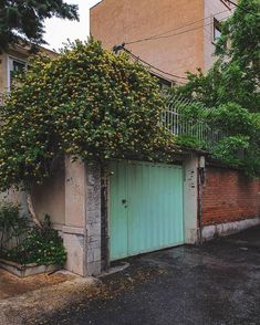 an orange tree growing on the side of a building next to a green garage door