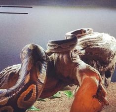 a large snake sitting on top of a wooden log in an aquarium tank next to water