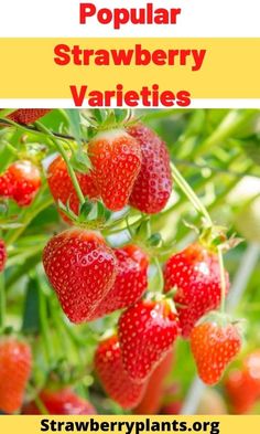 several ripe strawberries hanging from a tree