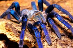 a blue and black spider sitting on top of a tree branch