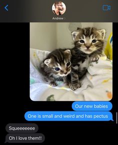 two kittens sitting on top of a bed next to each other and texting