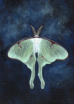 a painting of a large white moth on a dark blue background with stars in the sky