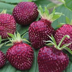 five red strawberries sitting on top of green leaves