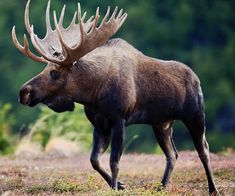 a large moose walking across a grass covered field