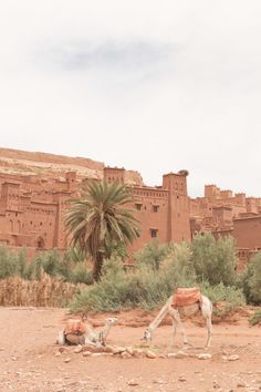 two camels in front of an adobe - style building with palm trees and bushes