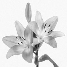 a black and white photo of some flowers