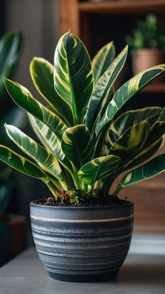 a potted plant sitting on top of a table