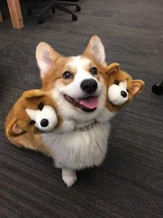 a corgi dog holding two stuffed animals in it's paws and smiling at the camera