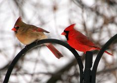 two red birds perched on top of a metal pole next to each other in front of trees