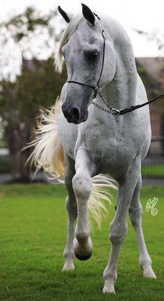 a white horse is galloping on the grass with its tail in the air and it's back legs up