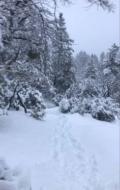 a path in the snow between trees and bushes