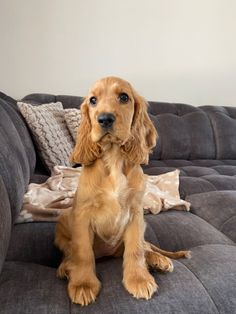 All About Blonde Dog Breeds | Cute & Funny Blonde Dogs Aesthetic Golden Show Cocker Spaniel, Gold Cocker Spaniel, Orange Cocker Spaniel, Cocker Spaniel Haircut Styles, Ginger Dogs, Cocker Spaniel Adult, Blonde Cocker Spaniel