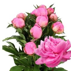 pink flowers are in a vase on a white background with green leaves and stems around them