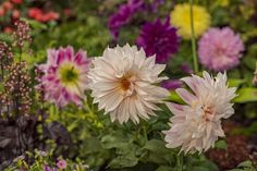 some very pretty flowers in a big bunch by some bushes and plants with purple, pink, yellow and white flowers