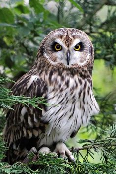 an owl is sitting in the branches of a tree and looking at the camera man