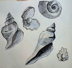 an ink drawing of seashells and shells