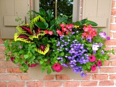 a window box filled with lots of colorful flowers