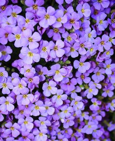 purple flowers with yellow stamens growing in the center and on the bottom right corner