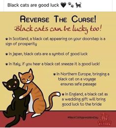 two cats sitting next to each other on top of a red carpet with the words reverse the curse black cats can be lucky too