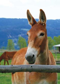 a brown horse standing on top of a lush green field next to a wooden fence