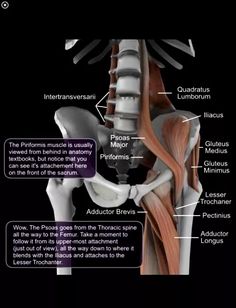 Adductor Longus, Ql Muscle, Psoas Iliaque, Psoas Release, Back Health, Piriformis Muscle, Shoulder Tension, Hip Flexors