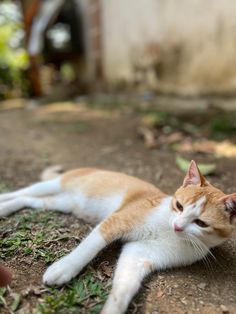 an orange and white cat laying on the ground