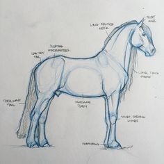 a drawing of a horse's body and parts