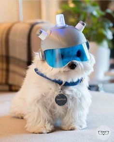 a small white dog wearing a helmet and goggles on it's head while sitting on the floor