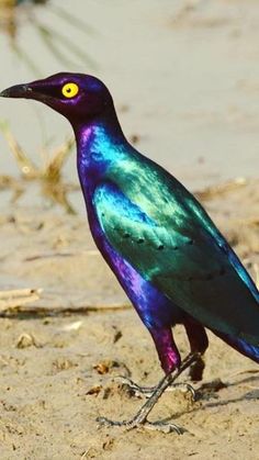 a colorful bird is standing on the sand