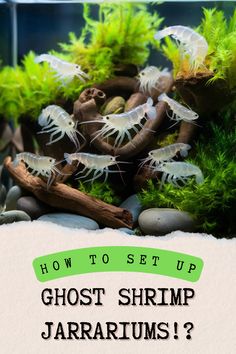 how to set up a ghost shrimp aquarium