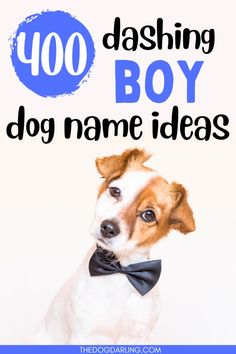 a dog wearing a bow tie with the words 100 dashing boy dog name ideas