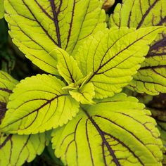 green leaves with brown stripes on them