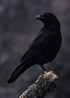 a black bird sitting on top of a tree branch in front of a dark background