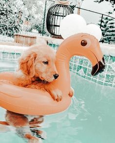 a dog is sitting on an inflatable flamingo pool float near a swimming pool