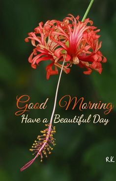 Renatus Wellness, Morning Friend, Special Friend Quotes, Brain Mapping, Good Morning Arabic, Flowers Quotes, Happy Morning Quotes, Morning Time