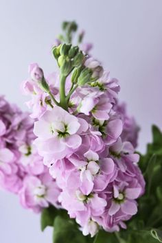 purple flowers are in a glass vase on a table