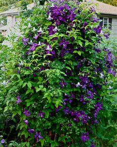 purple flowers growing on the side of a house