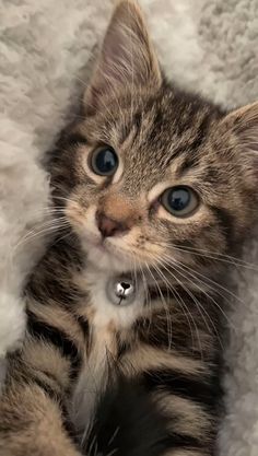 a small kitten laying on top of a white blanket