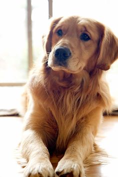 a brown dog laying on top of a hard wood floor