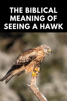 the biblical meaning of seeing a hawk