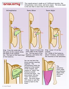 an image of different types of bones and their functions in the human body, with text below