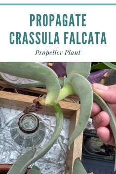 a person holding a plant in their hand with the words propagate crassula falcata on it