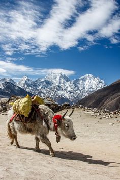 a yak walking in the desert with mountains in the background