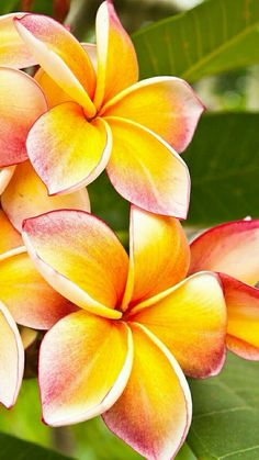 yellow and red flowers with green leaves in the background