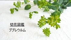 切花図鑑【ブプレウルム（ブプレリウム））】のページです。上手な飾り方、贈り方、花言葉、切花の品種、生産地などについてまとめています。 The 5th Of November